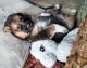 Mixed Puppies for sale in Ferris, TX 75125, USA. price: NA