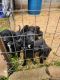 Mixed Puppies for sale in Cedartown, GA 30125, USA. price: NA