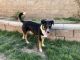 Mixed Puppies for sale in Corona, CA 92881, USA. price: NA