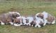 Mixed Puppies for sale in Battle Ground, WA 98604, USA. price: $1,000