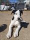 Mixed Puppies for sale in Hermiston, OR, USA. price: $150