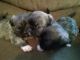 Mixed Puppies for sale in South Bend, IN 46619, USA. price: NA