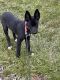 Mixed Puppies for sale in North Olmsted, OH, USA. price: NA