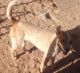 Mixed Puppies for sale in Veguita, NM 87062, USA. price: NA