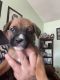 Mixed Puppies for sale in Victorville, CA, USA. price: $20
