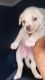 Mixed Puppies for sale in Stockton, CA, USA. price: $80
