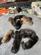 Mixed Puppies for sale in Austell, GA, USA. price: $400