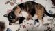 Mixed Cats for sale in Appleton, WI, USA. price: NA