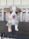 Mixed Puppies for sale in Wister, OK 74966, USA. price: NA