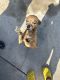 Mixed Puppies for sale in Panama City, FL, USA. price: NA