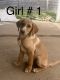 Mixed Puppies for sale in Williamsport, MD 21795, USA. price: NA