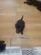 Mixed Puppies for sale in 491 Wehrle Ave, Newark, OH 43055, USA. price: NA