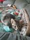 Mixed Cats for sale in Antioch, TN 37013, USA. price: NA
