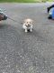 Mixed Puppies for sale in Charlotte, NC, USA. price: $400