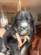 Mixed Puppies for sale in Portsmouth, VA 23707, USA. price: NA