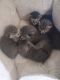 Mixed Cats for sale in Colorado Springs, CO, USA. price: $7,500