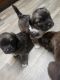 Mixed Puppies for sale in TWN N CNTRY, FL 33615, USA. price: $250