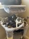 Mixed Cats for sale in San Clemente, CA, USA. price: NA