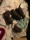 Mixed Puppies for sale in 6452 Tyler Loop Rd, Pinson, AL 35126, USA. price: NA