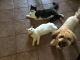 Mixed Cats for sale in Peoria, AZ, USA. price: NA