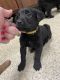 Mixed Puppies for sale in Merrimac, WI 53561, USA. price: NA