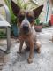 Mixed Puppies for sale in 7011 N 18th St, Tampa, FL 33610, USA. price: NA