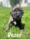 Mixed Puppies for sale in Aurora, IL, USA. price: NA