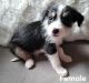 Mixed Puppies for sale in Elkhorn, WI 53121, USA. price: NA