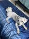 Mixed Puppies for sale in Hollywood, FL 33020, USA. price: NA