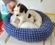 Mixed Puppies for sale in Hutchinson, MN 55350, USA. price: NA