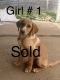 Mixed Puppies for sale in Williamsport, MD 21795, USA. price: $200