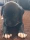 Mixed Puppies for sale in New Bedford, MA 02740, USA. price: $700