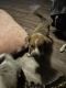 Mixed Puppies for sale in Fort Worth, TX 76140, USA. price: $250