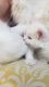 Mixed Cats for sale in Sacramento, CA, USA. price: $250