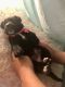 Mixed Puppies for sale in Wittmann, AZ 85361, USA. price: NA