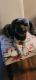 Mixed Puppies for sale in Steilacoom, WA, USA. price: NA