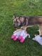 Mixed Puppies for sale in 1425 Kingsley Rd, Havertown, PA 19083, USA. price: NA