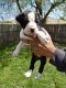 Mixed Puppies for sale in Lincoln Park, MI 48146, USA. price: $100