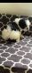 Mixed Puppies for sale in North Reading, MA 01864, USA. price: NA
