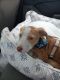Mixed Puppies for sale in Lake Elsinore, CA, USA. price: NA