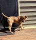 Mixed Puppies for sale in Fairburn, GA, USA. price: $50
