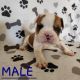 Mixed Puppies for sale in Mesa, AZ, USA. price: $1,000