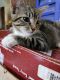 Mixed Cats for sale in LaGrange, GA, USA. price: $80