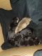 Mixed Puppies for sale in Perris, CA, USA. price: $300