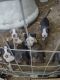 Mixed Puppies for sale in 169 James Rd, Guyton, GA 31312, USA. price: NA