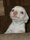 Mixed Puppies for sale in Quinlan, TX 75474, USA. price: NA