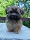 Mixed Puppies for sale in Columbia, SC, USA. price: $800