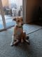 Mixed Puppies for sale in Lakeside, CA, USA. price: $250