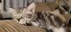 Mixed Cats for sale in Cheney, WA 99004, USA. price: NA