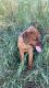 Mixed Puppies for sale in Mt Pleasant Mills, PA 17853, USA. price: NA